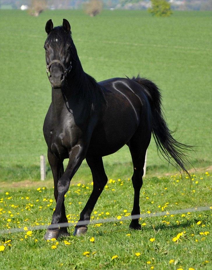 Arabisk fuldblod (OX) Sarí Glory Dahma billede 5