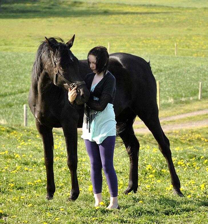 Arabisk fuldblod (OX) Sarí Glory Dahma billede 6