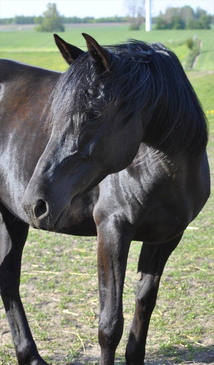 Arabisk fuldblod (OX) Sarí Glory Dahma billede 7