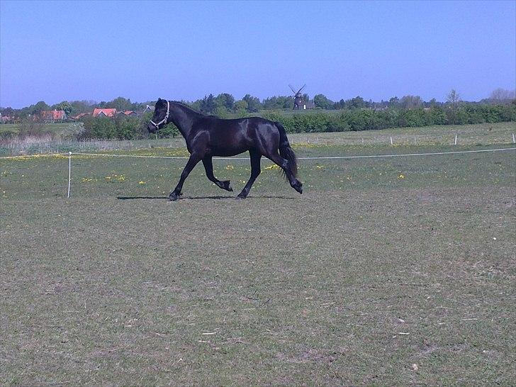 Welsh Cob (sec D) Petersgaards Louisianna - 9 maj 2011.  billede 9