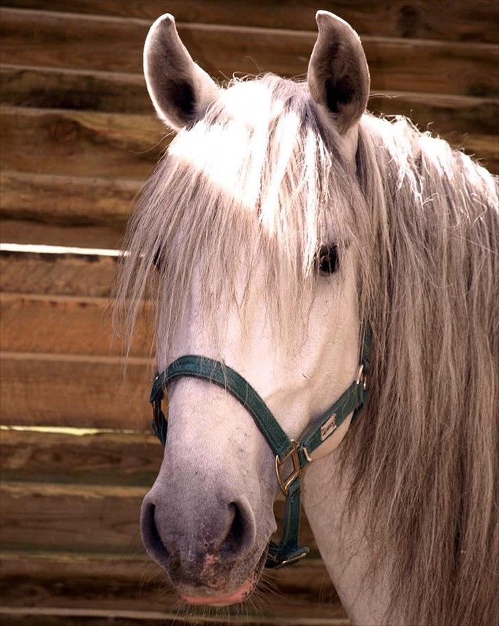 Lusitano Zapatero (spa) billede 24