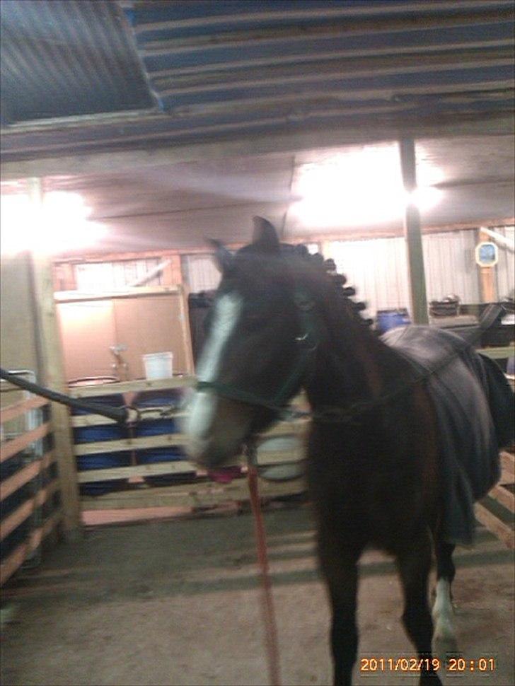 New Forest Olandes Mattes billede 2