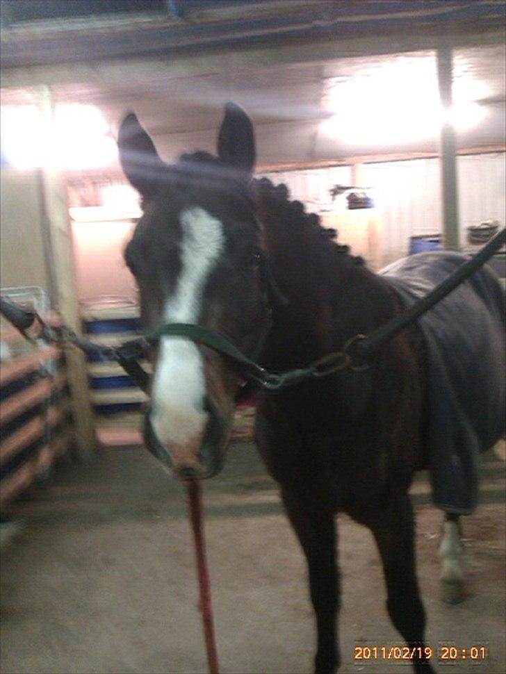 New Forest Olandes Mattes billede 3