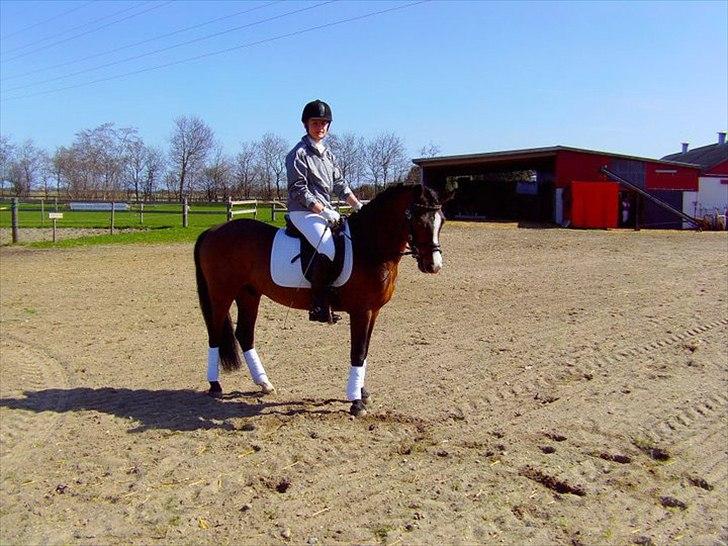 New Forest Olandes Mattes billede 4