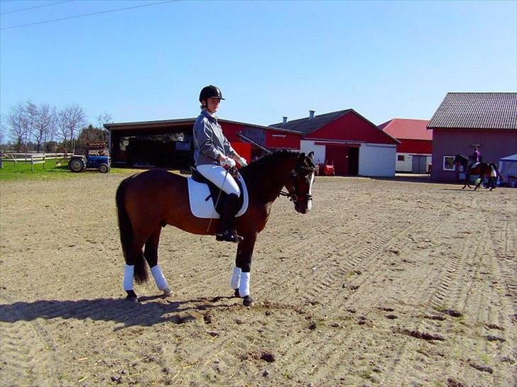 New Forest Olandes Mattes billede 5