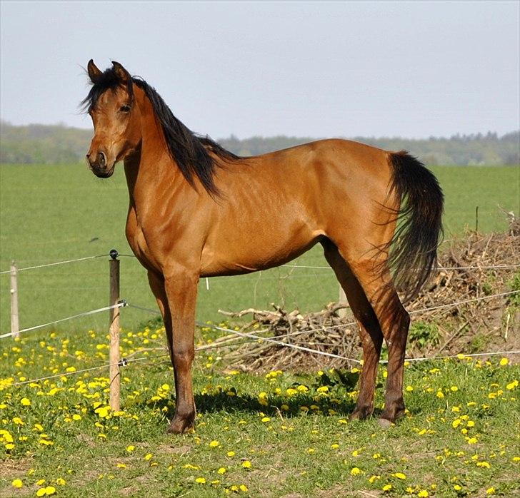 Arabisk fuldblod (OX) Magic Emira billede 4