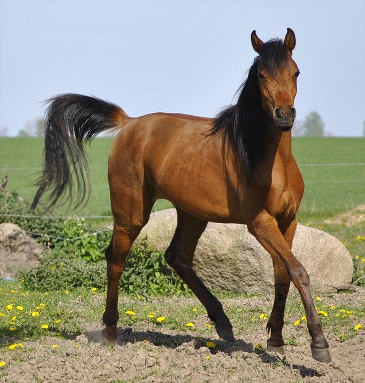 Arabisk fuldblod (OX) Magic Emira billede 5