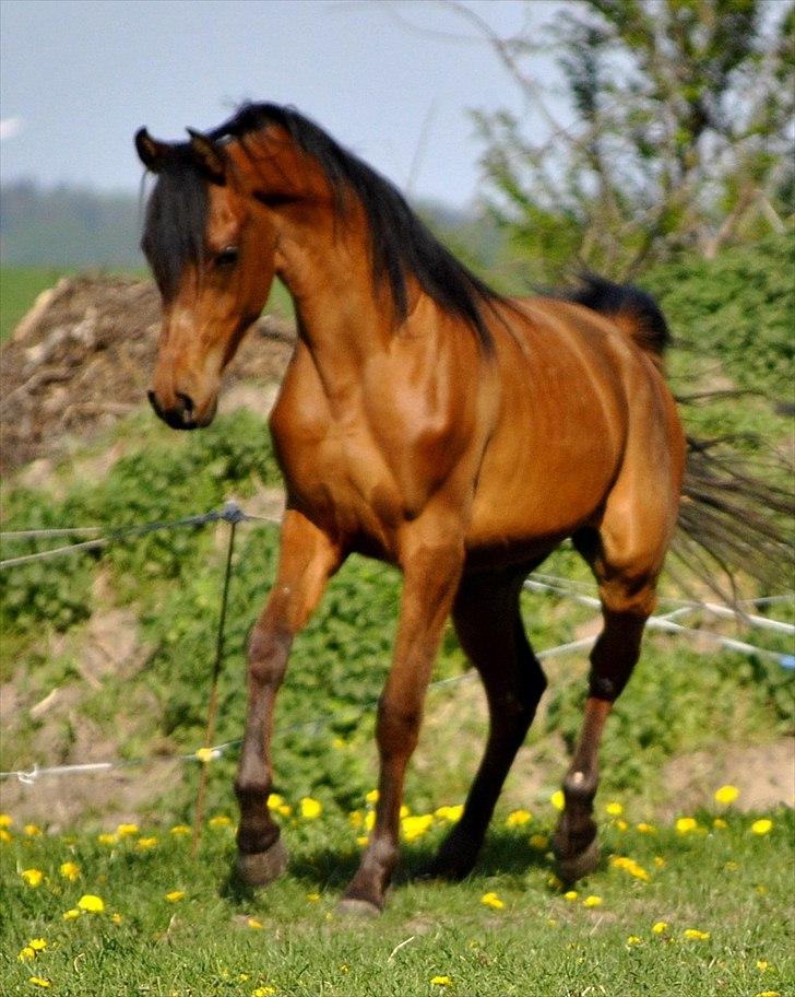 Arabisk fuldblod (OX) Magic Emira billede 6