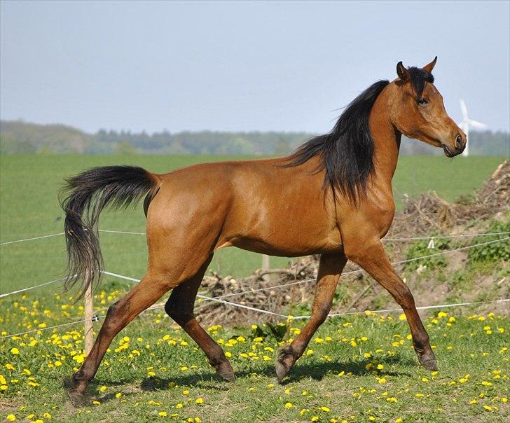 Arabisk fuldblod (OX) Magic Emira billede 7