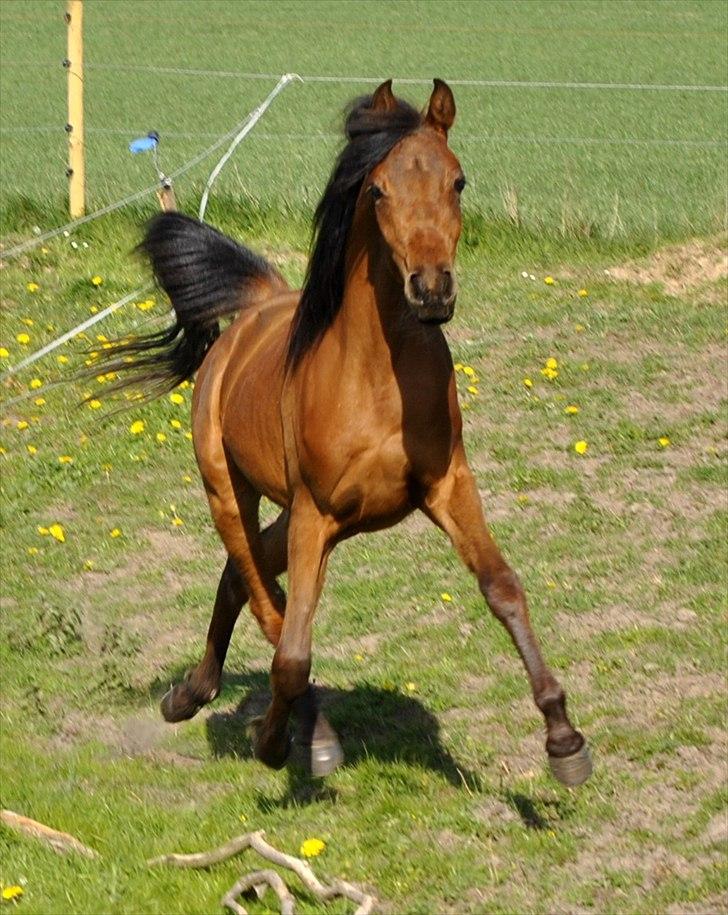 Arabisk fuldblod (OX) Magic Emira billede 9