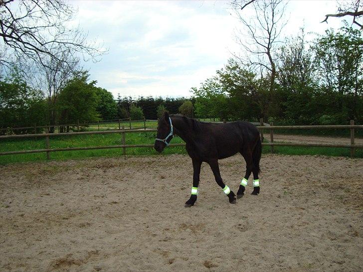 Barockpferd Ilano - Hmmm har lige været ude og blive longeret for 2 gang..... er meget træt nu :-) billede 9