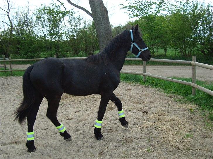 Barockpferd Ilano - Ejjjjj jeg tror faktisk ikke jeg er så træt af ligevel ;-)  men så slap jeg da for at lave mere :-) billede 10