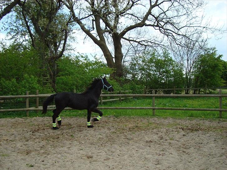 Barockpferd Ilano - Så nu vil jeg lige give den hele armen uden min mor ser det :-) pis hun så mig :-) billede 11