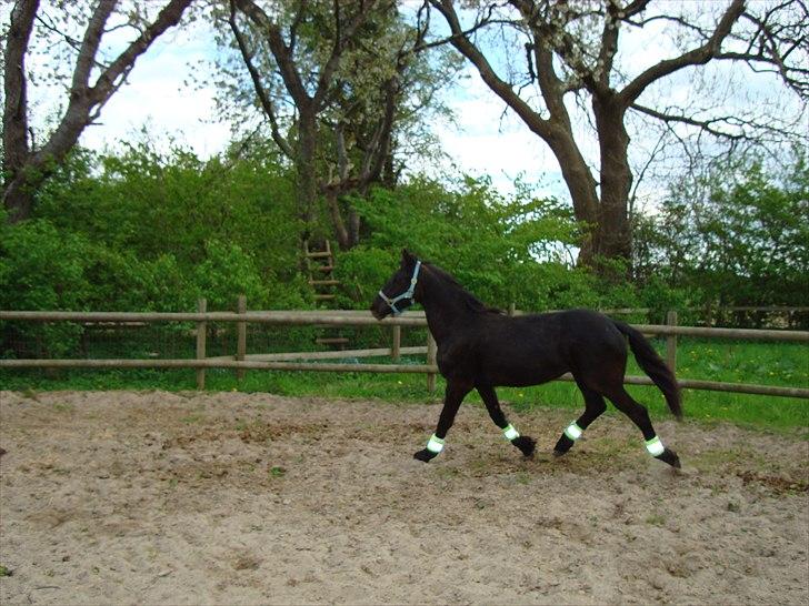 Barockpferd Ilano - Så slapper jeg lige lidt af igen, man skulle jo nødig blive sat til at lave noget mere :-) billede 12