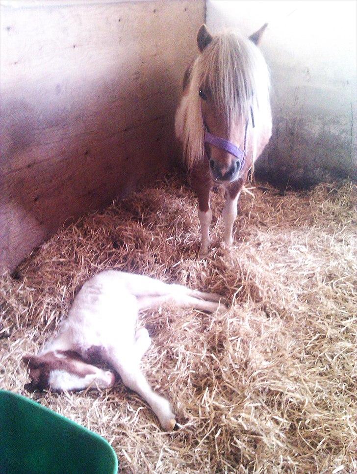 Shetlænder Rødsandgaards Baby  billede 11