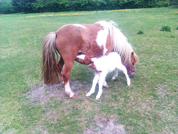 Shetlænder Rødsandgaards Baby  billede 7