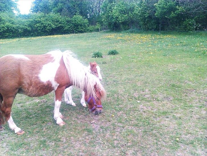 Shetlænder Rødsandgaards Baby  billede 13