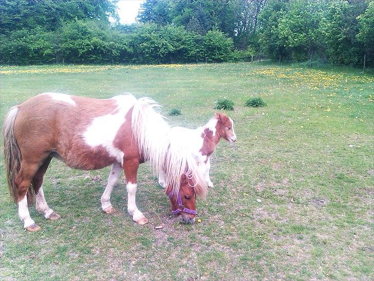 Shetlænder Rødsandgaards Baby  billede 15