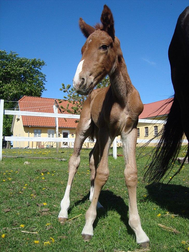 Dansk Varmblod Forza Enshøj - Forza´s nye føl. Så kom han til verden d. 07 maj 2011. kl. 22.00 aften. billede 11