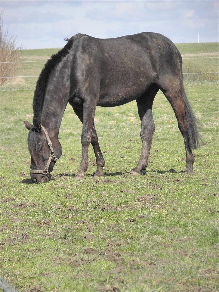 DSP Petit Cyrenaika - maj 2011 billede 5