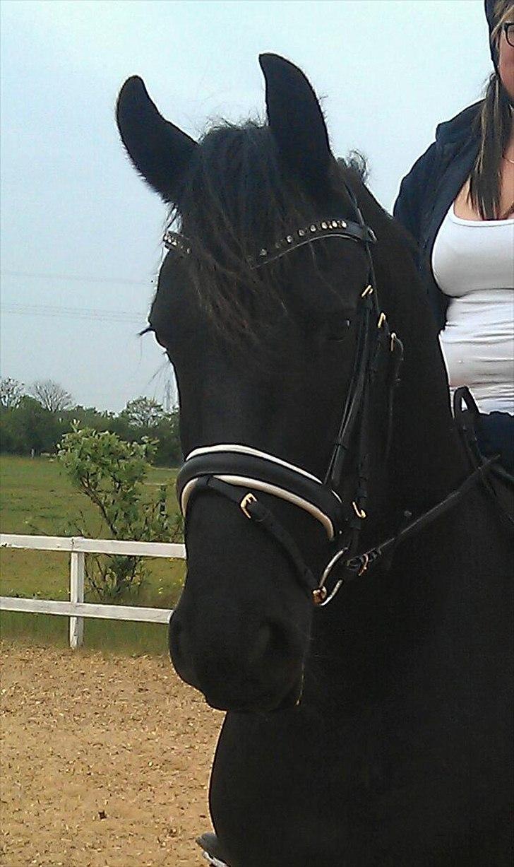 Frieser Tabasko Terplinggaard billede 17