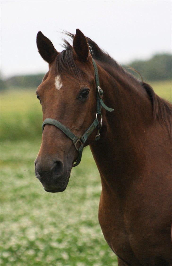 Anden særlig race roosgårdens jasmin (SOLGT ) R.I.P - billede taget af pia. ( MiTho´s heste  ) billede 14