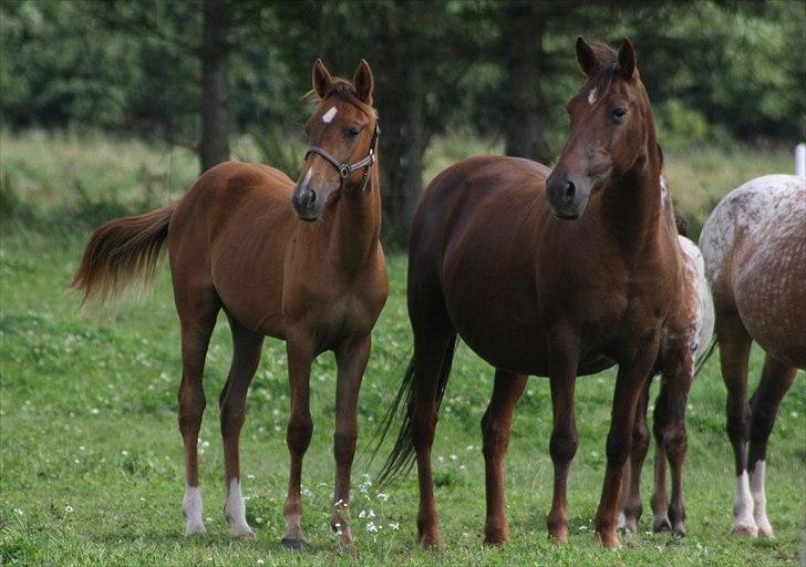 Anden særlig race roosgårdens jasmin (SOLGT ) R.I.P - billede taget af pia. ( MiTho´s heste )  billede 1