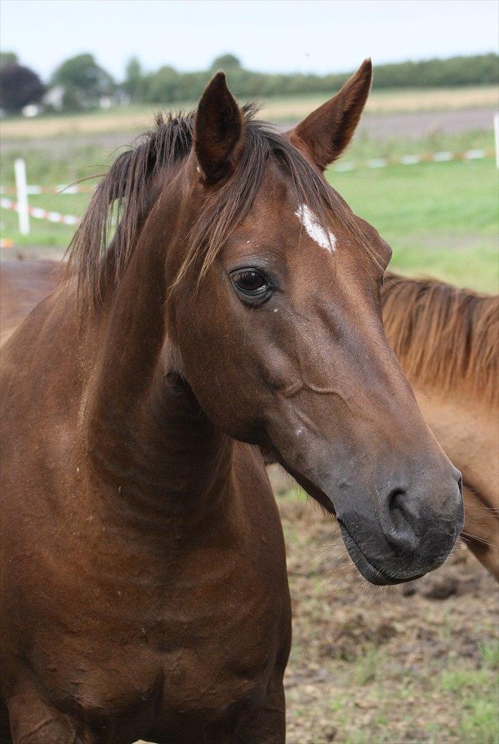 Anden særlig race roosgårdens jasmin (SOLGT ) R.I.P - billede taget af pia. ( MiTho´s heste )   billede 2