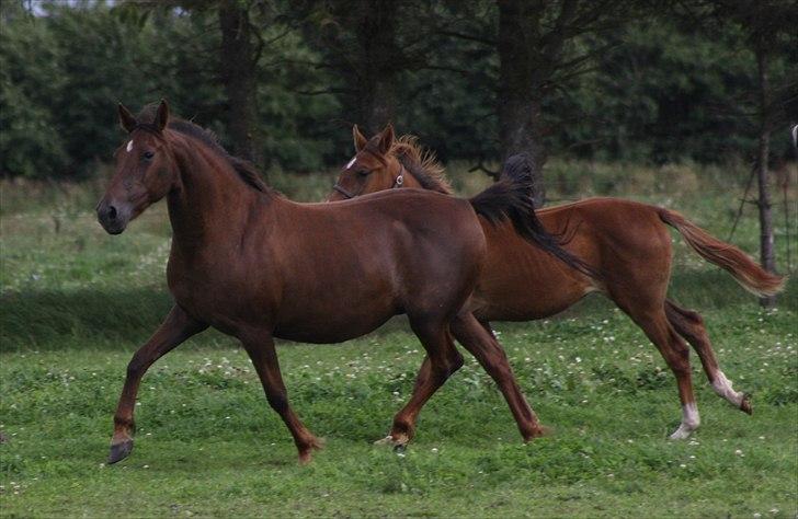 Anden særlig race roosgårdens jasmin (SOLGT ) R.I.P - billede taget af pia. ( MiTho´s heste )   billede 3