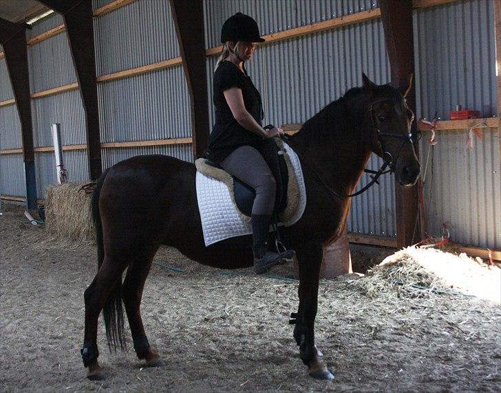 Anden særlig race roosgårdens jasmin (SOLGT ) R.I.P -  billede taget af pia. ( MiTho´s heste )   billede 4