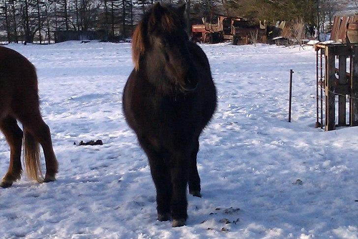 Islænder Tritla fra Strandbjerggaard - 2011 - Vinterfede smuksak <3 billede 12