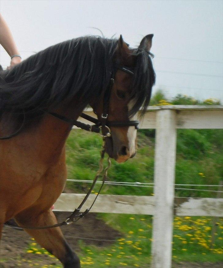 Welsh Pony (sec B) | Bjerregårds Flower Girl | billede 6