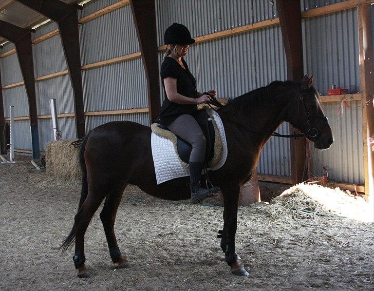 Anden særlig race roosgårdens jasmin (SOLGT ) R.I.P -  billede taget af pia. ( MiTho´s heste  billede 5