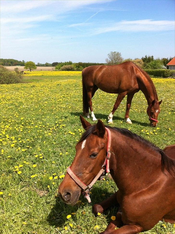 Anden særlig race roosgårdens jasmin (SOLGT ) R.I.P billede 6