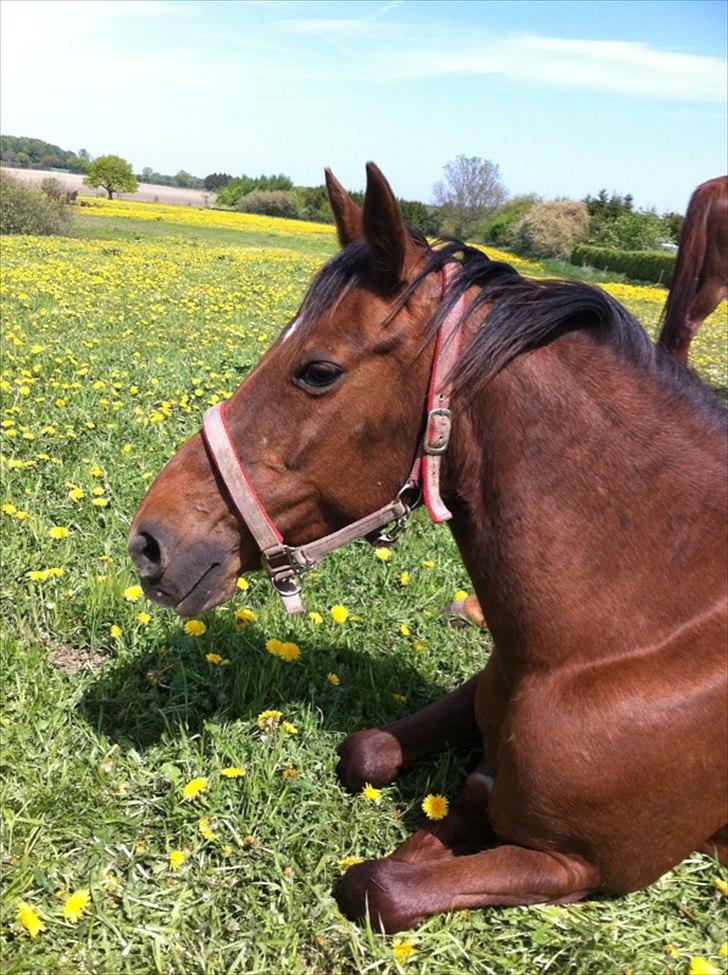 Anden særlig race roosgårdens jasmin (SOLGT ) R.I.P billede 7