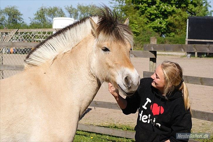 Fjordhest Emil - 2 billede 2