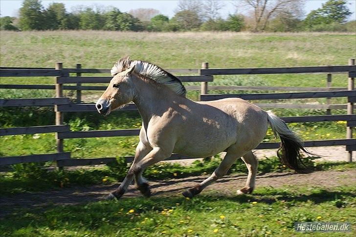 Fjordhest Emil - 3 billede 3
