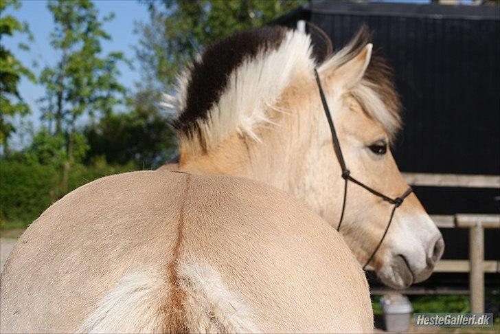 Fjordhest Emil - 4 billede 4
