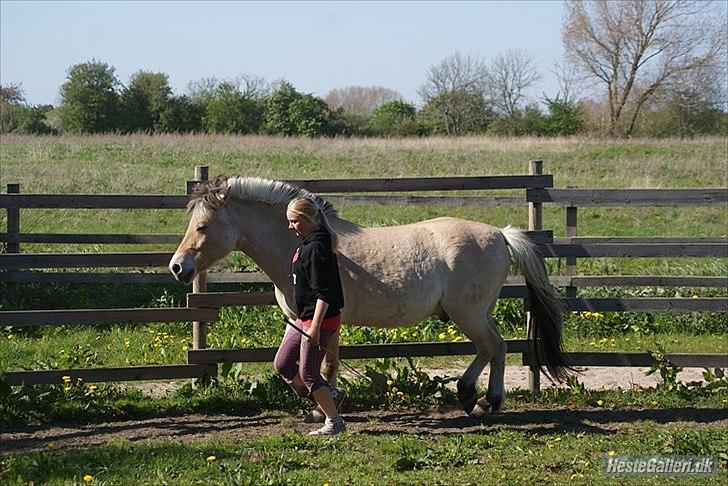 Fjordhest Emil - 5 billede 5