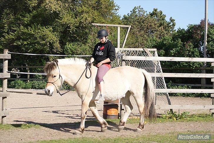 Fjordhest Emil - 6 billede 6