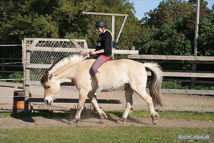 Fjordhest Emil - 7 billede 7