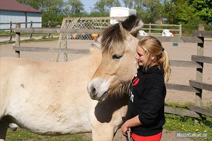 Fjordhest Emil - 8 billede 8