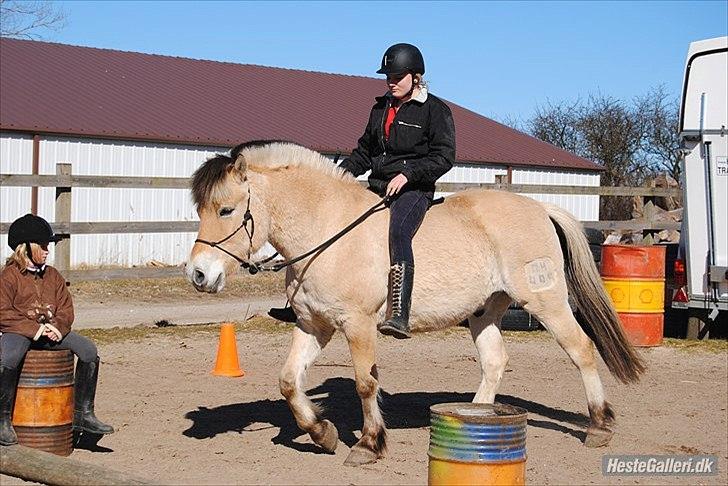 Fjordhest Emil - 9 billede 9