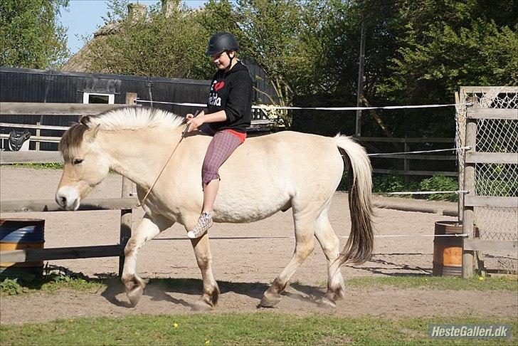 Fjordhest Emil - 10 billede 10