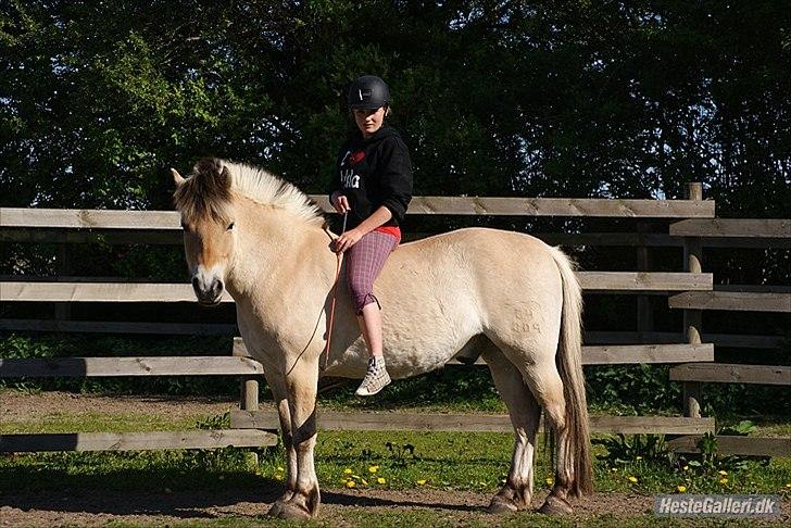 Fjordhest Emil - 12 billede 12