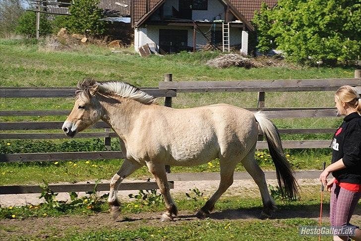 Fjordhest Emil - 14 billede 14