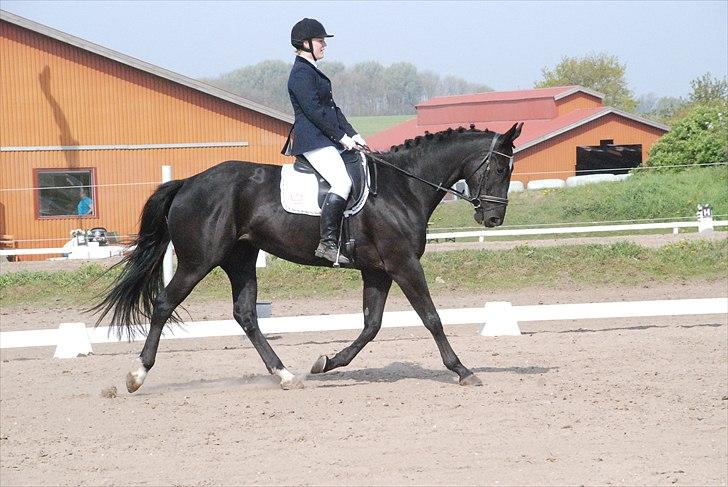 Dansk Varmblod Holstegårds Chosen One (solgt)   billede 6