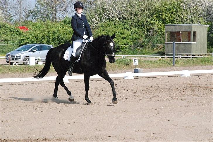 Dansk Varmblod Holstegårds Chosen One (solgt)   billede 7