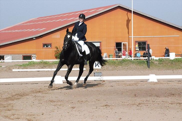 Dansk Varmblod Holstegårds Chosen One (solgt)   billede 8