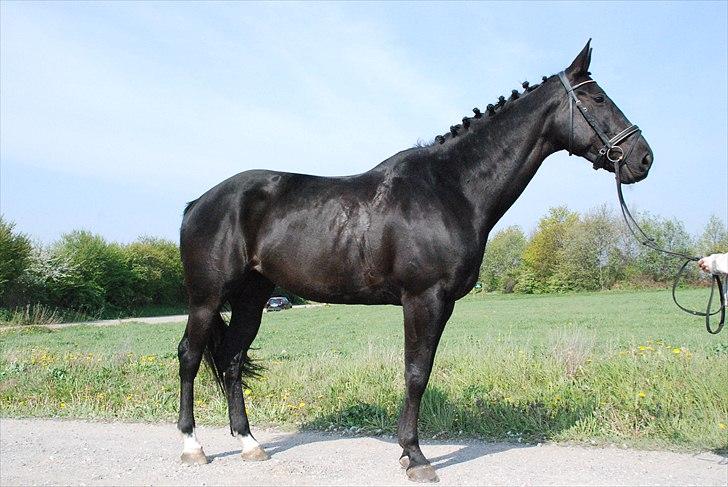 Dansk Varmblod Holstegårds Chosen One (solgt)   billede 9